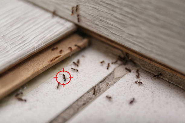 Cornish, ME Pest Control Company