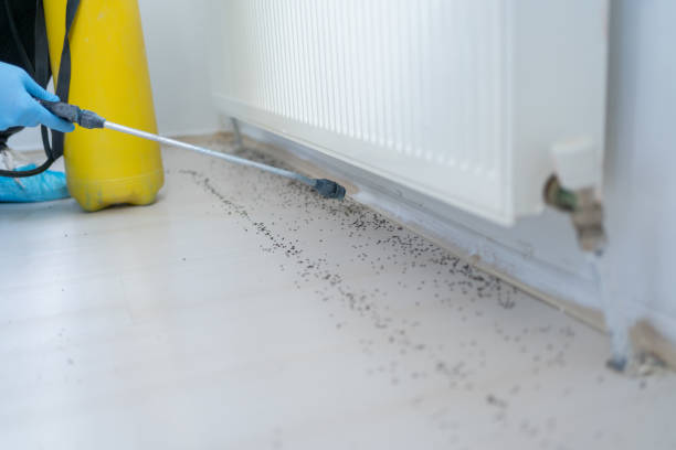 Best Flea Control Services  in Cornish, ME